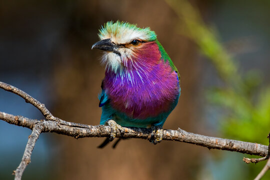 Lilac Breasted Roller on a limb looking to the left near the Mara River in Tanzania.