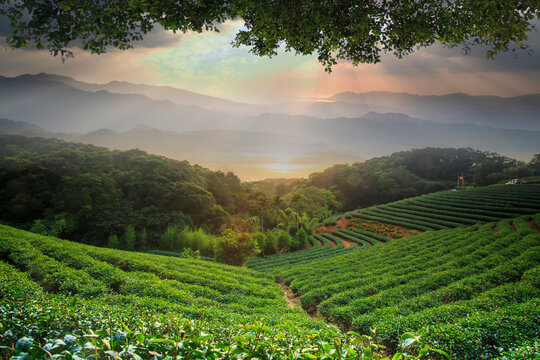 beautiful tea darden with nice sunset and tea tree green