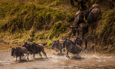 Wildebeest Starting to cross the Mara River in Tanzania. 