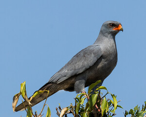 Pale-Chanting Goshawk perched on treetop with blue sky as background.