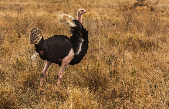 Environmental image of Common Ostrich in the savanna of the Serengeti in Tanzania, Africa