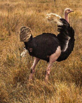 Full body portrait of strutting ostrich in the savanna of the Serengeti in Tanzania, Africa