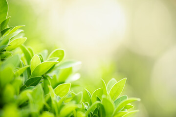 Beautiful nature view green leaf on blurred greenery background under sunlight with bokeh and copy space using as background natural plants landscape, ecology wallpaper concept.