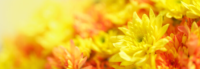 Closeup of orange and yellow Mums flower with copy space using as background natural flora, ecology cover page concept.