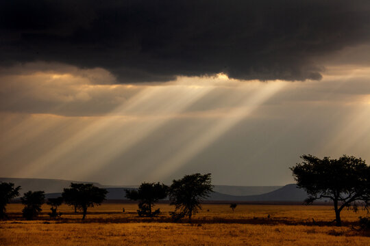 Rays from God on the Serengeti plains in Tanzania Africa.