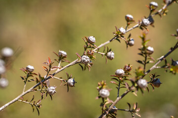 Branch of Leptospermum (Tea Tree) after flowering. 