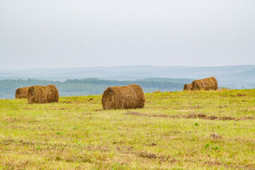 several round bales, stacks of fresh hay, rolled up in a roll lie on the hill of an agricultural...