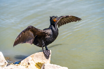 Double-crested cormorant (phalacrocorax auritus) stands on the shore of the lake with open wings.