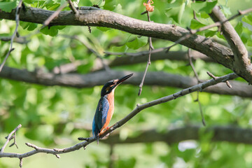 威嚇するカワセミ