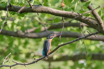 威嚇するカワセミ