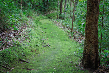 algae on trail in the green forest