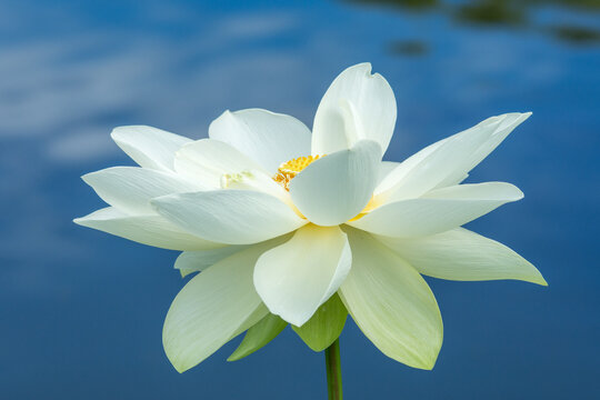 青い水面をバックに白いハスの花