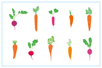 fresh carrot and radish graphic vector collection set