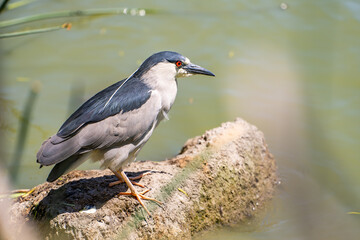Black-crowned night heron (Nycticorax nycticorax) stands on a stone in a lake. 