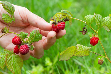 a hand plucks raspberries