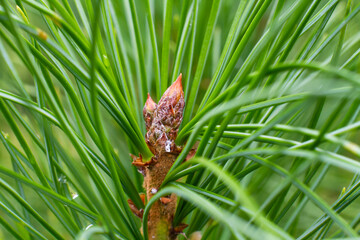 siberian pine sprout