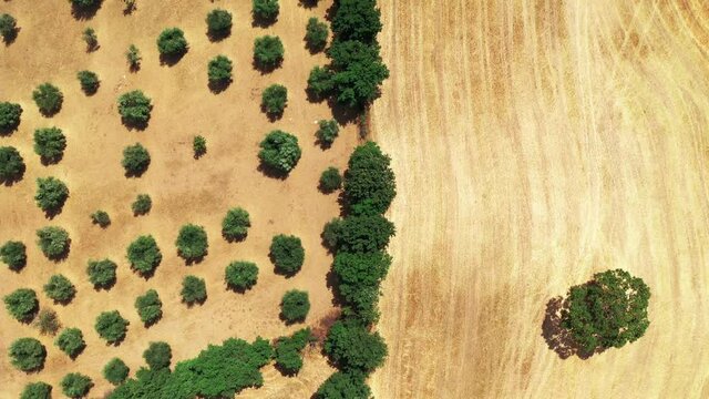 Top aerial view of Tuscan countryside shot with drone at summer time. Top view of amazing country in sunny weather, wheat fields,green olive trees 