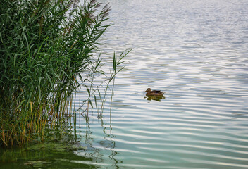 Wildlife corner on a forest lake on a quiet sunny summer day. On the surface of the satin water, a lonely duck glides slowly. A bush of tall green grass is reflected in the greenish water. Russia Ural