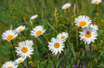 Snow-white daisies are delicate wildflowers that have covered the summer meadow with a carpet. close-up. Romantic blooming daisies with many petals and a yellow heart. Russia, Ural 
