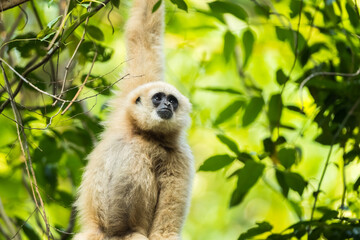 Picture cute of white-handed gibbon in the rainforest, Thailand