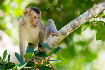 monkey face, monkey, park, travel, tropical, beautiful, asia, animal, animals, ape, barbados, beauty, climbing, cute, forest, funny, fur, green, jungle, macaque, mammal, monkeys, natural, nature, prim