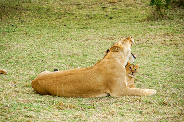 Mother lion yawning big in the Masai Mara National Reserve in Africa