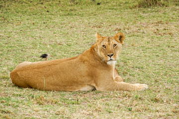 Fototapeta na wymiar Lion female in Masai Mara National Reserve in Africa
