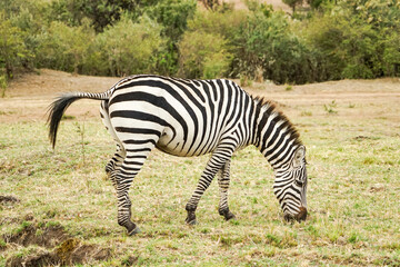 Zebras eating grass in the Masai Mara National Reserve in Africa
