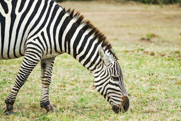 Fototapeta na wymiar A close-up photo of a profile of a zebra grazing in the Masai Mara National Reserve in Africa