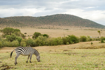 Fototapeta na wymiar A zebra in the vast land of the Masai Mara National Reserve in Africa