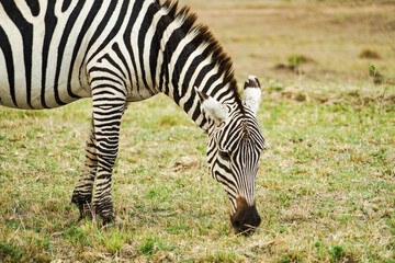 Fototapeta na wymiar Close-up photo of a zebra grazing in the Masai Mara National Reserve in Africa