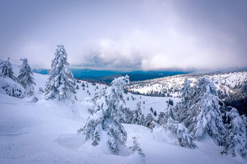 Frosty fog at the top of the Kopaonik National Park in Serbia. Very cold and windy. Frosty branches of pine and fir trees against the backdrop of mountains.