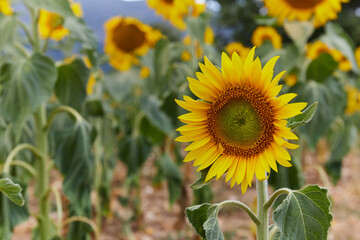 Beautiful landscape with sunflower field over cloudy blue sky