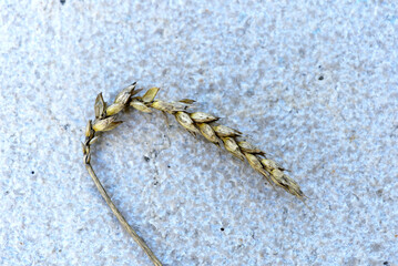 Close-up of ripe grain spica on natural stone on a summer day. Photo taken August 14th, 2021, Zurich, Switzerland.