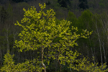 Fototapeta premium バケカンバの枝先の若葉が透過光に照らされてキラキラ光っている