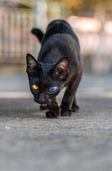 Black cat has 2 eyes color.