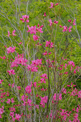 新緑の森で赤紫色の花を咲かせるムラサキヤシオツツジ