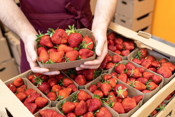 Harvest strawberries. Packing strawberries in boxes for sale. Fresh red strawberry berries in hand.