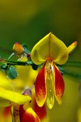 Obraz premium Spring flowers