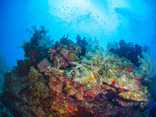 Fototapeta na wymiar Coral bommie (Grand Cayman, Cayman Islands)