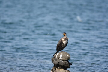 海辺のウミウの若鳥