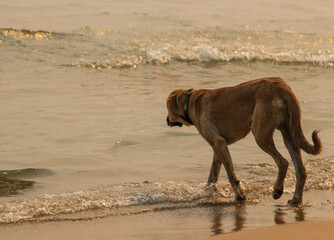 dog swims in the sea at sunset