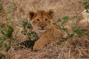 Baby lion living in Masai Mara, Kenya