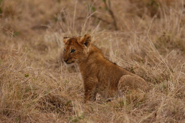Naklejka na ściany i meble Baby lion living in Masai Mara, Kenya