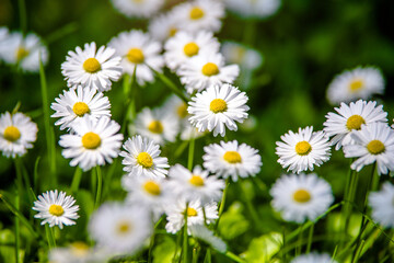 White small daisies blooming on grass background
