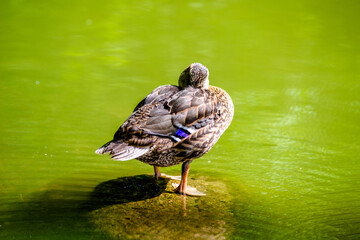 A wild duck stands on a rock in the middle of the water