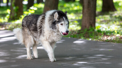Portrait of a dog walking along the road
