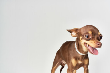 little dog mammals friend of human light background