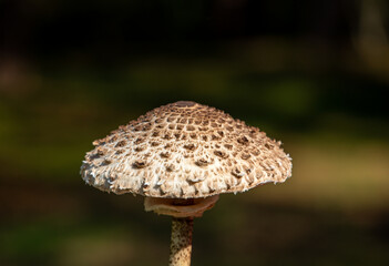 Ripe parasol mushroom Macrolepiota procera or Lepiota procera