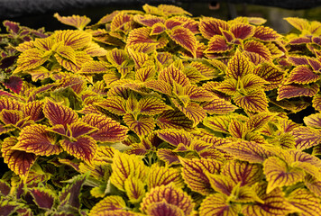 Floral carpet of red and green leaves of the coleus. Nature scene with decorative leaf garden plants.